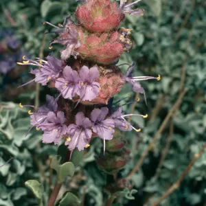 Salvia (Sage) dorrii