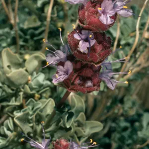 Salvia (Sage) dorrii
