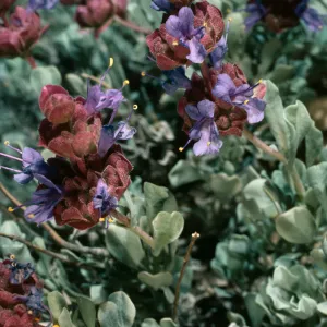 Salvia (Sage) dorrii, Schulman Grove, White Mountains