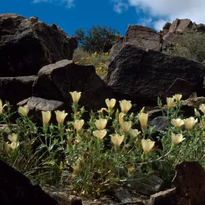 Mentzelia involucrata, North of Pass, Joshua Tree