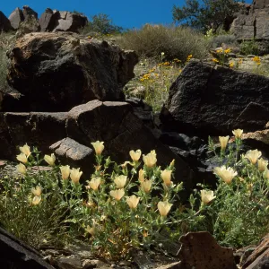 Mentzelia involucrata, North of Pass, Joshua Tree