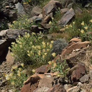 Mentzelia involucrata, North of Pass, Joshua Trees