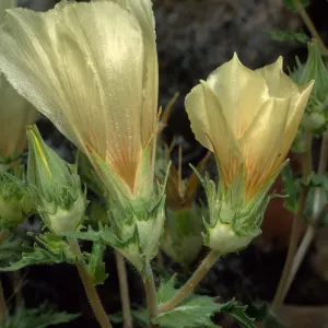 Mentzelia involucrata, North of Pass, Joshua Tree