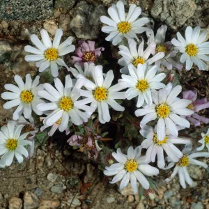 Monoptilon bellioides, north of pass, Joshua Tree