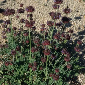 Salvia columbariae (Chia), Pinto Basin, Joshua Tree