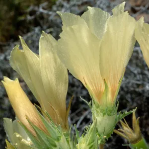 Mentzelia involucrata, North of Pass, Joshua Tree