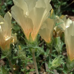 Mentzelia involucrata, North of Pass, Joshua Tree