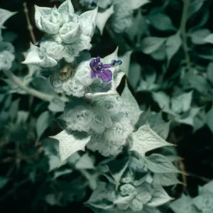 Salvia funerea (Death Valley Sage), Titus Canyon, Death Valley