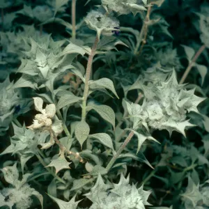Salvia funerea (Death Valley Sage), Titus Canyon, Death Valley