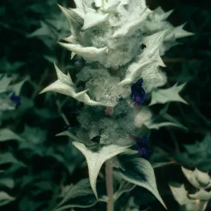 Salvia funerea (Death Valley Sage), Titus Canyon, Death Valley