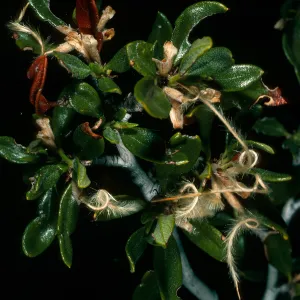 Cercocarpus ledifolius, Mahogany Flat, Death Valley