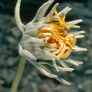 Enceliopsis nudicaulis, SJ-1283, Eureka Valley Road, Death Valley