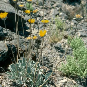 Enceliopsis nudicaulis, SJ-1283, Eureka Valley Road, Death Valley