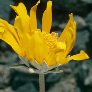 Enceliopsis nudicaulis, SJ-1283, Eureka Valley Road, Death Valley