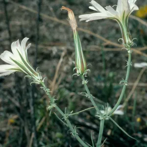 Rafinesquia neomexicana, Borrego Palm Canyon