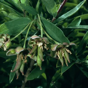 Crossosoma californica, Little Harbor, Santa Catalina Island
