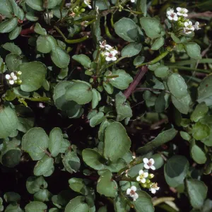 Nasturtium officinale, Thompson Reservoir, Santa Catalina Island