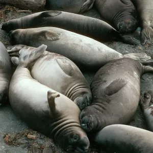 Young Elephant Seals, San Benito Island