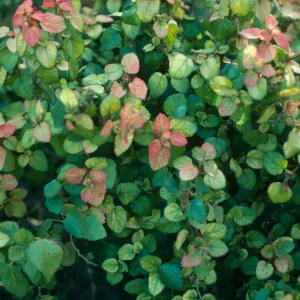 Acalypha californica, SBBG, meadow