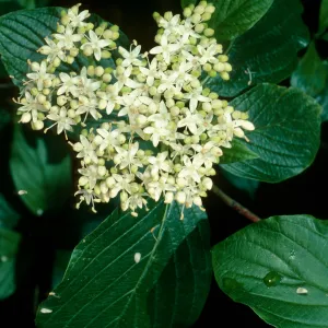 Thalictrum polycarpum, SBBG