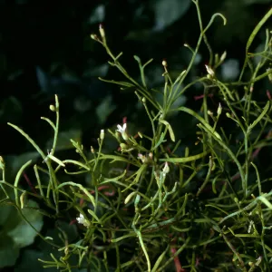 Sibara filifolia, SBBG
