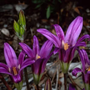 Brodiaea pallida, SBBG, Dudleya Display