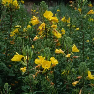 Oenothera elata, SBBG, meadow