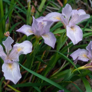 Iris douglasiana, SBBG