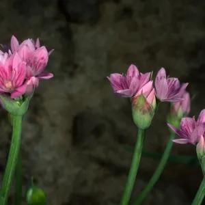 Allium, Santa Barbara Botanic Garden, Campbell Trail