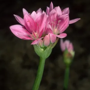 Allium, SBBG, Campbell Trail