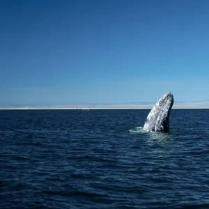 Baja, San Ignacio Lagoon, Grey Whale, “spy-hopping”