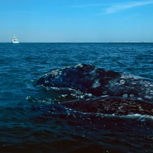 Baja, San Ignacio Lagoon, Grey Whale & calf