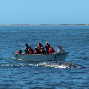 Watching Grey Whales, Baja, San Ignacio Lagoon