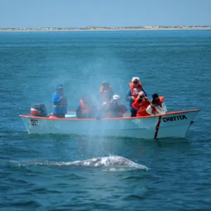 Watching Grey Whales, Baja, San Ignacio Lagoon