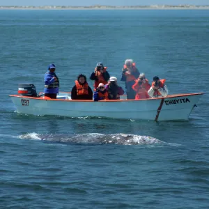 Watching Grey Whales, Baja, San Ignacio Lagoon