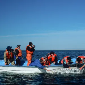 Grey Whale encounter, Baja, San Ignacio Lagoon