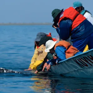 Grey Whale encounter, Baja, San Ignacio Lagoon
