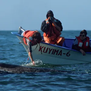 Grey Whale encounter, Baja, San Ignacio Lagoon