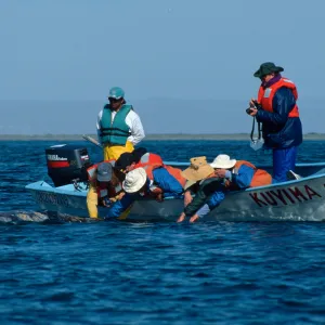 Grey Whale encounter, Baja, San Ignacio Lagoon