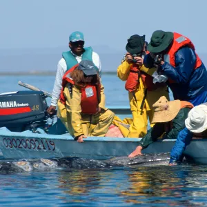 Grey Whale encounter, Baja, San Ignacio Lagoon