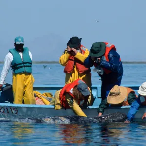 Grey Whale encounter, Baja, San Ignacio Lagoon