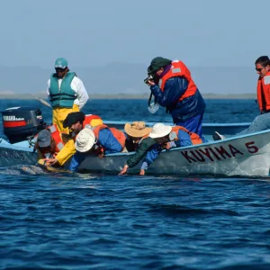 Grey Whale encounter, Baja, San Ignacio Lagoon