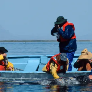 Grey Whale encounter, Baja, San Ignacio Lagoon