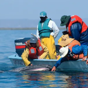 Grey Whale encounter, Baja, San Ignacio Lagoon