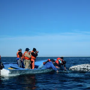 Grey Whale encounter, Baja, San Ignacio Lagoon