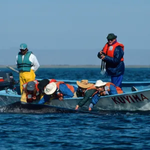 Grey Whale encounter, Baja, San Ignacio Lagoon