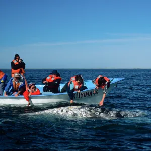 Grey Whale encounter, Baja, San Ignacio Lagoon