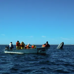 Grey Whale encounter, Baja, San Ignacio Lagoon