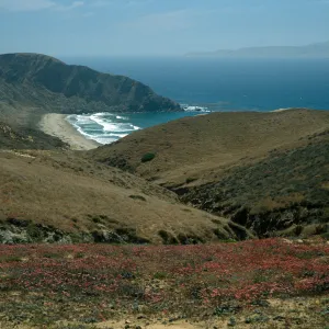 Santa Cruz Island, Eriogonum grande rubescens, overlooking Sauces Beach