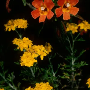 Santa Cruz Island, Mimulus longiflorus x flemingii, Eriophyllum, upper Islay Canyon